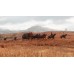 Red Dead Redemption 2 (PS4, русские субтитры), 216126, Приключения/экшен